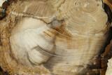 Petrified Wood (Cherry) Round - McDermitt, Oregon #166059-1